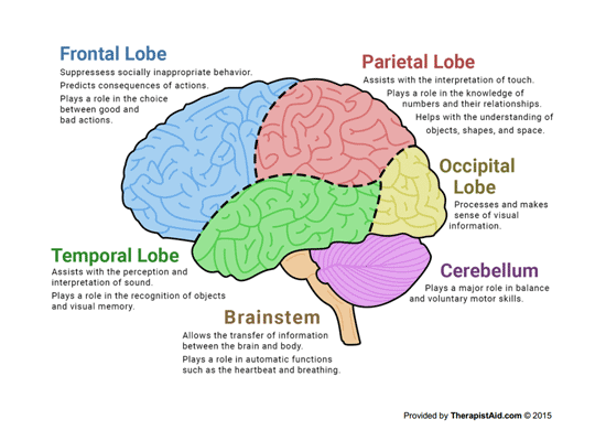 Brain lobes and functions pdf diagram