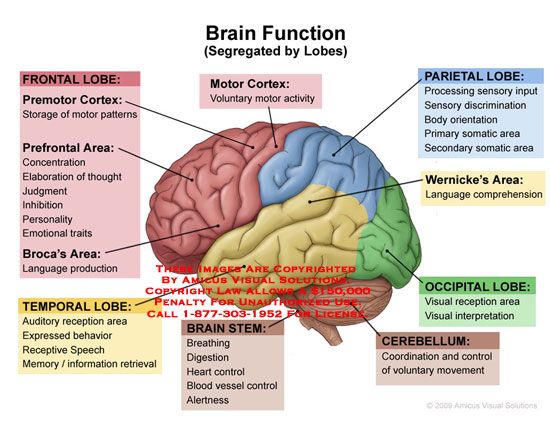 Brain lobes and functions pdf download